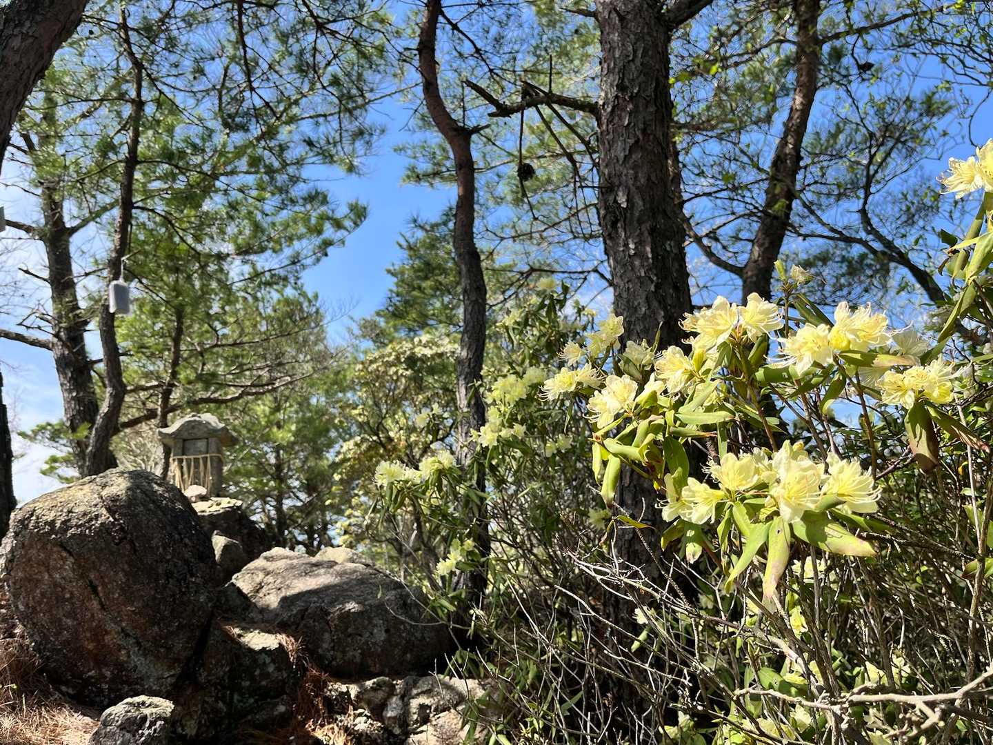 山頂周辺は見頃✨