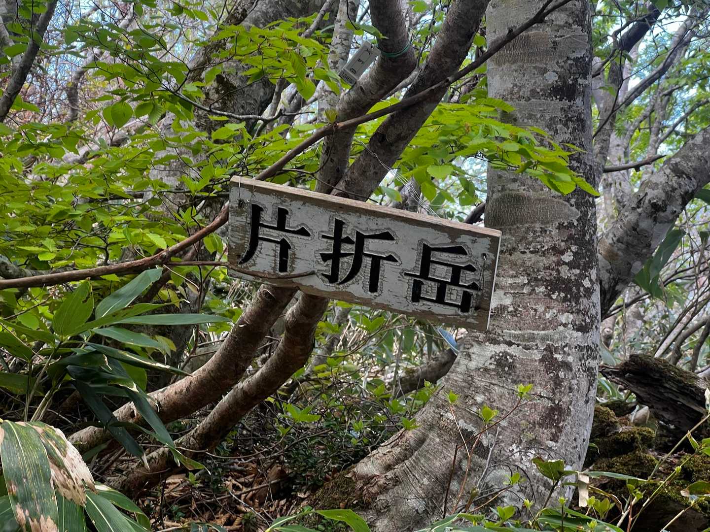 道草しながら片折にとーちゃこ😄
