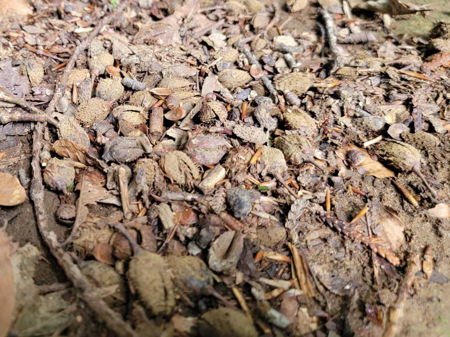 突然、登山道にブナの実がいっぱいある⁉️