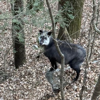 登山口にニホンカモシカ
お尻だけ見たら熊かと思った