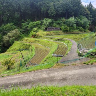 棚田
