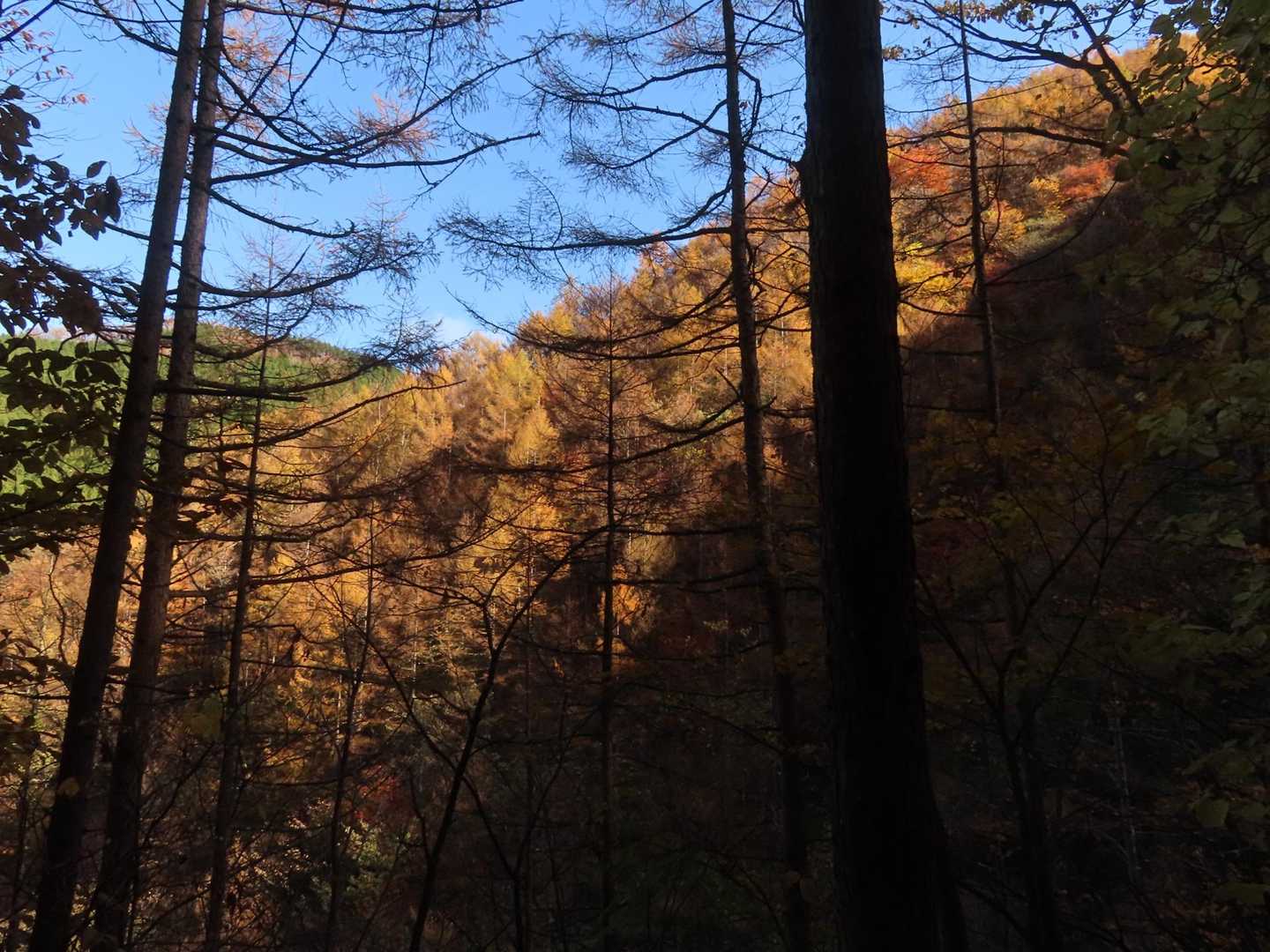 川乗橋バス停-川苔山登山口-川苔山-大根ノ山ノ神-鳩ノ巣駅 縦走コースの写真