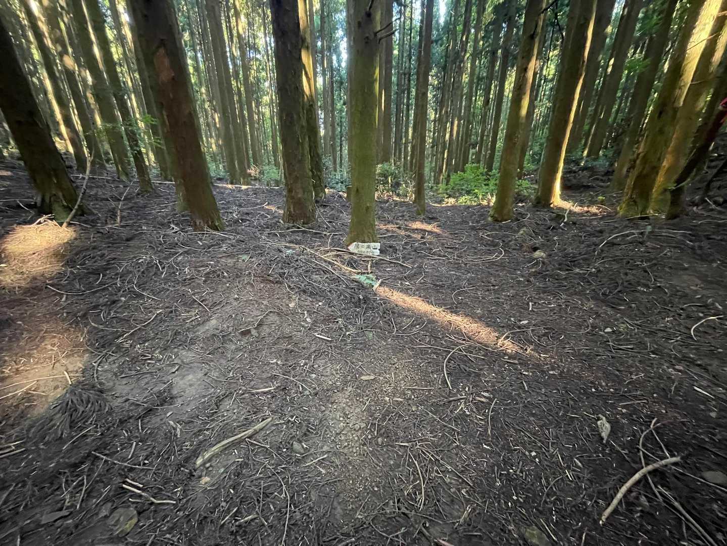 分岐地点😄まずはカンノ木山へ⛰
右に進みまーす👉
