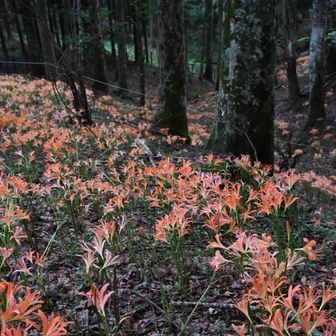 有刺鉄線があるので注意