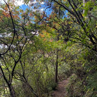紅葉が始まってきてます