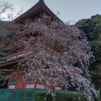 三重の塔付近の🌸も綺麗!
