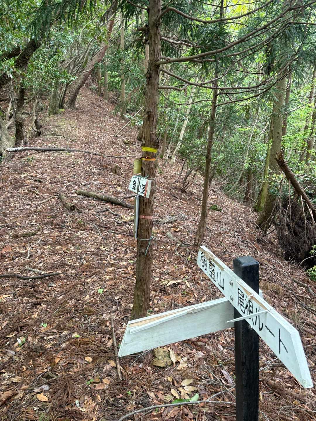 尾根に出て分岐の案内
谷ルートもう通りたくないから帰りは尾根ルートだな