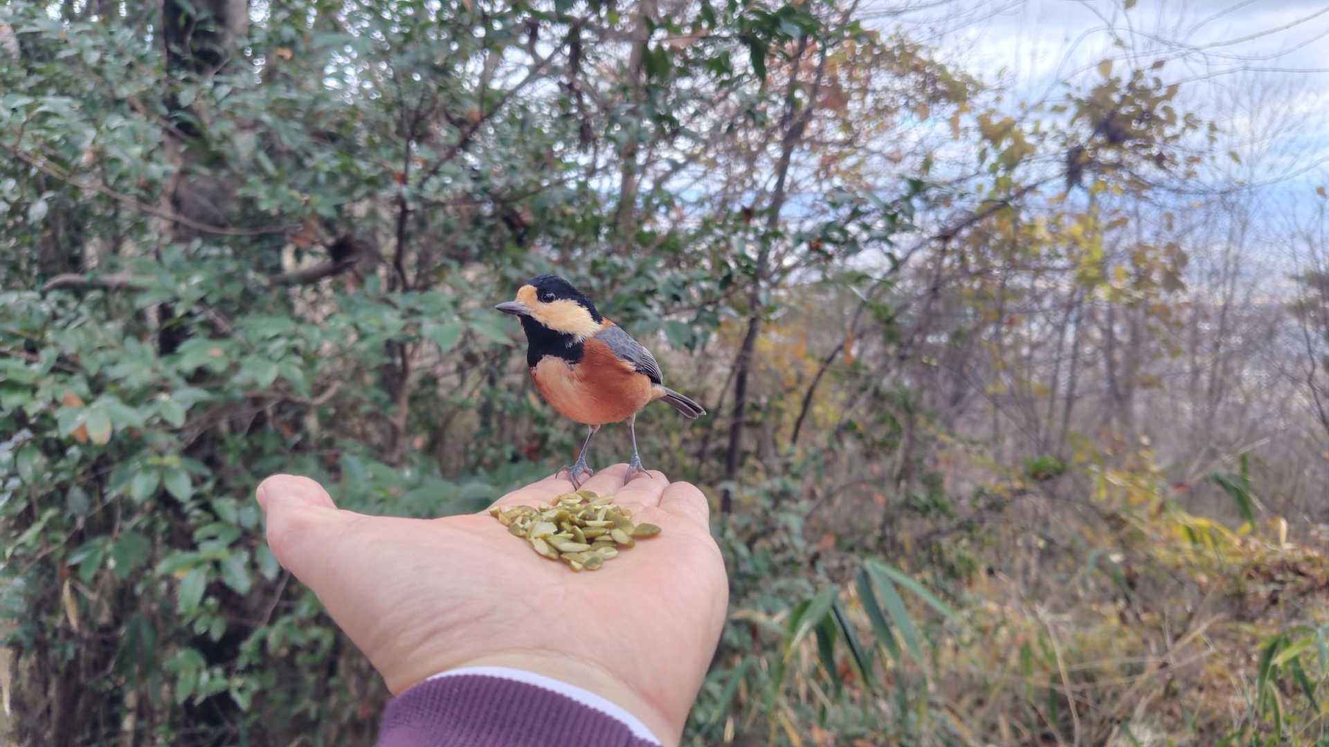 大阪50山シリーズvol.36 二上山 エサやり🐦️ビリヤニ🍛 / そうさんの