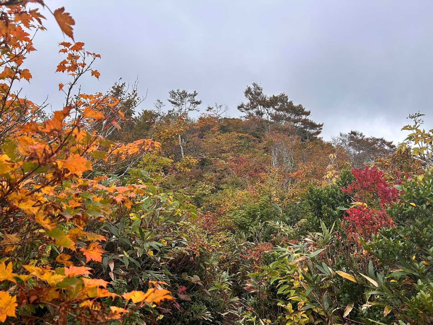空は真っ白だけど、紅葉がさらに進んでます🍁✨