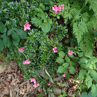 風間口のすぐ内側に。ずっと日陰だから？
※植栽されたサツキだそうです