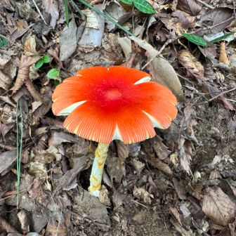またまた派手なきのこ🍄‍🟫