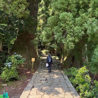 杉並木はここから、でも凄い巨木💦
樹齢800年以上か
