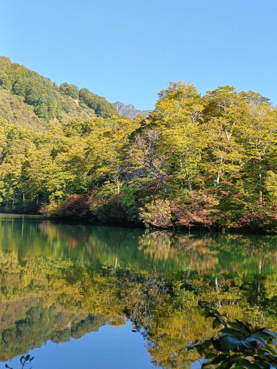 鎌池ぶな林亭発着｜水面に映えるブナ原生林 鎌池散策周回コースの写真