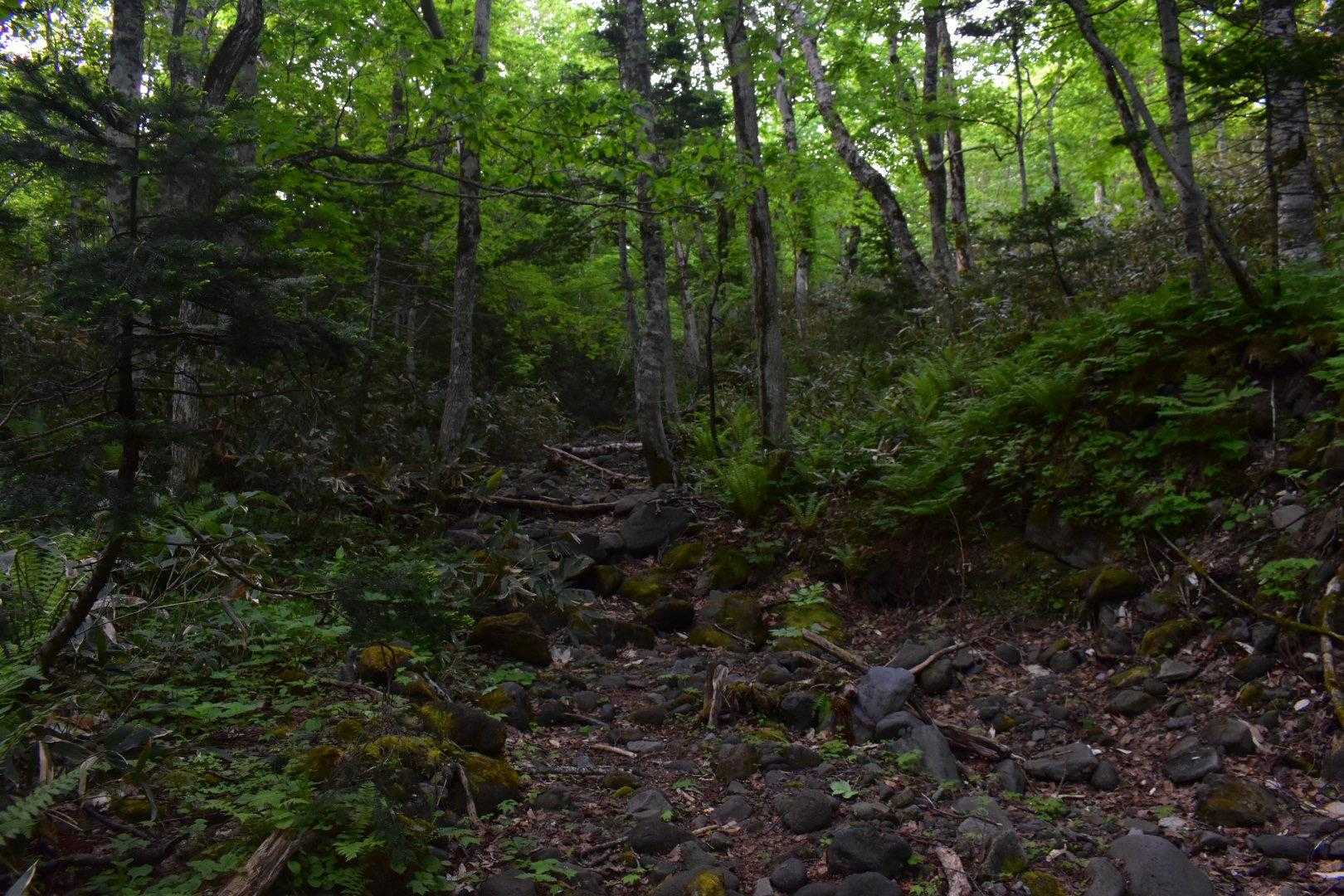前半の枯れ沢
櫛ヶ峯の登山道を思い出す
