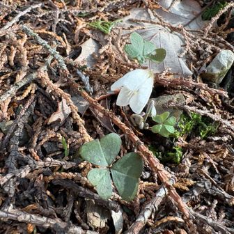 歩き出し少しでカタバミ見っけ