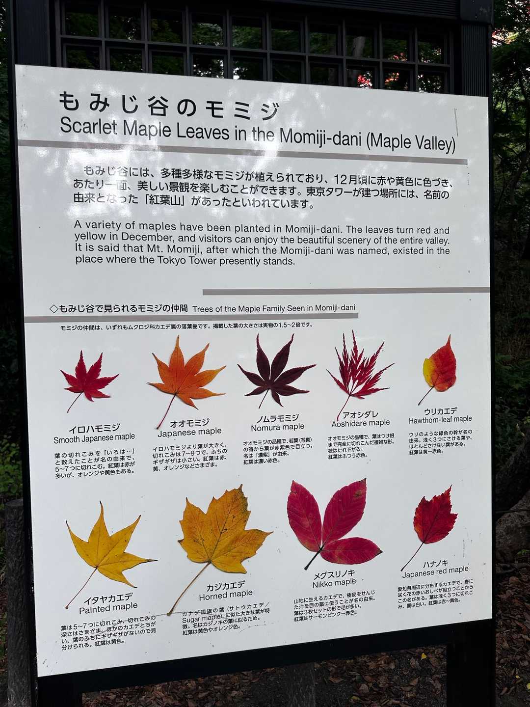 📍紅葉山
明確なピークはわからず

下調べゼロで行ったら、東京タワーが建っているお山？丘？でした