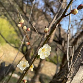 梅の花が咲いてた😳
早くない？