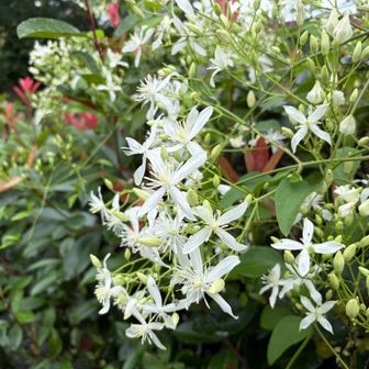 この白いお花がたくさん