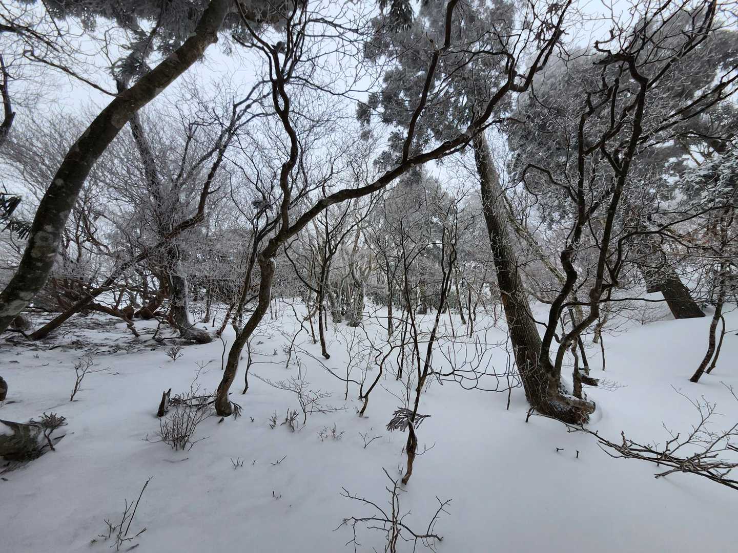 樹林帯を越えて登山道へ