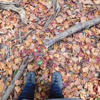 最近まで紅葉してたようだ𓂃⟡.·🍁
フワフワ  鮮やかなじゅうたん🍂✨️  
なんて贅沢だ(ง ˙ ˙)ว♪♪