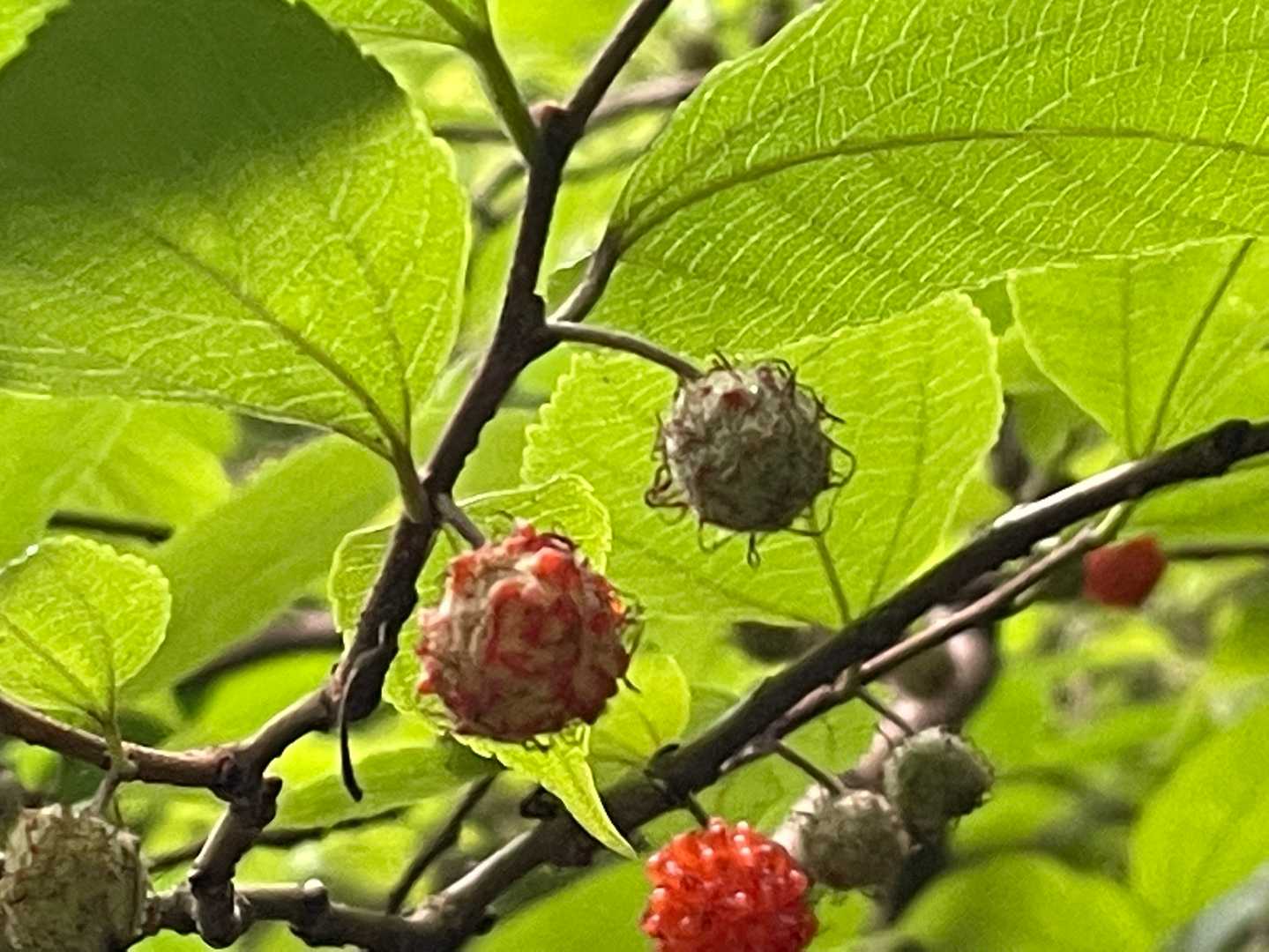 コウゾの実、初めて見ました😃