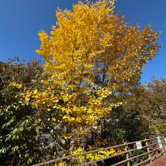 管理センター横のイチョウ
行きは逆光だったけど、光がさすとキレイだ