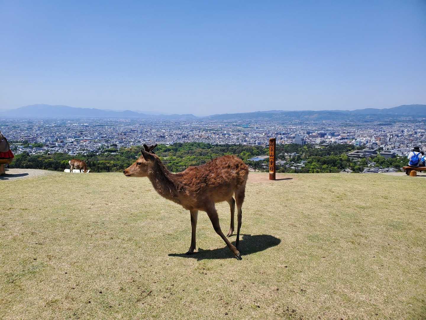 あっという間に奈良の街並みが、、、