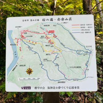 絶対桜綺麗よね🌸