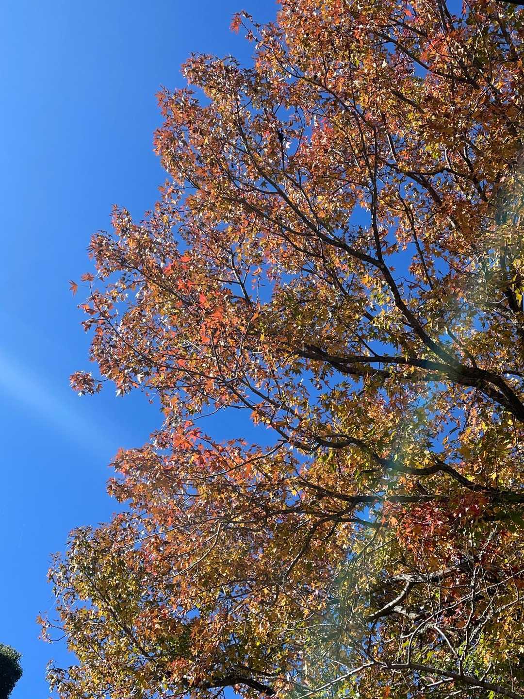 野外活動センターの紅葉🍁はまだ
ここだけ
とっても気持ち良かった
そして、山を歩いて幸せ😀😍