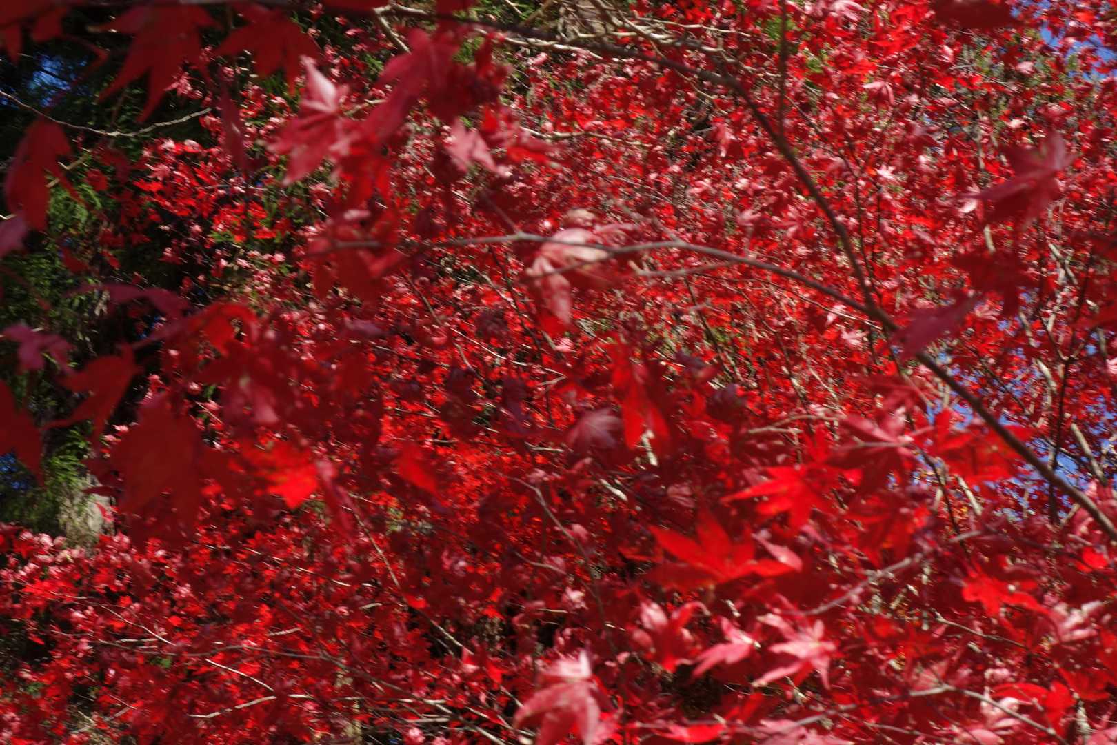 深紅の紅葉が素晴らしい。