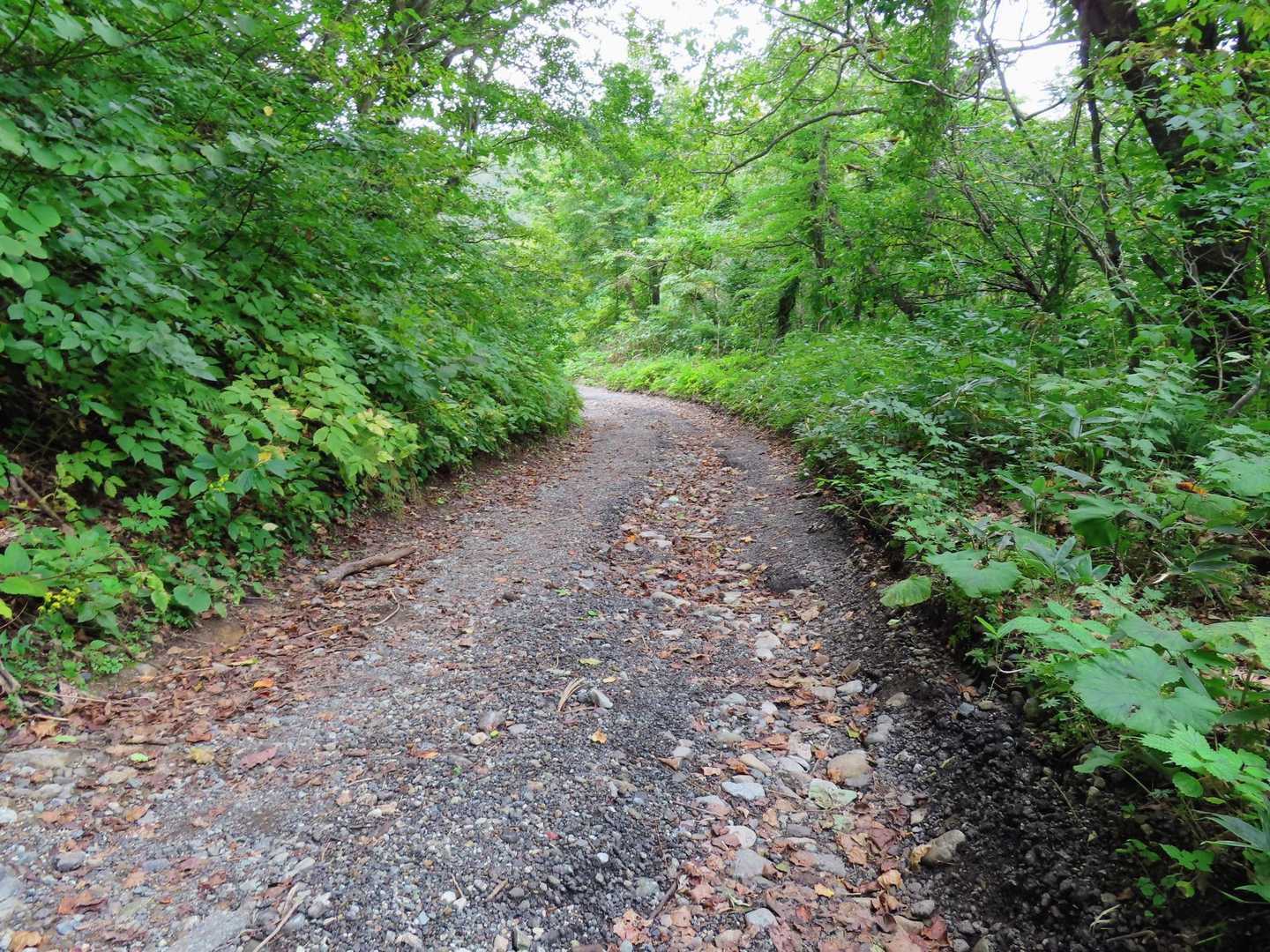 
下山の林道はほんとに長い長い…(笑)
のんびりし過ぎてしまったのでペースアップ🏃‍♀️
