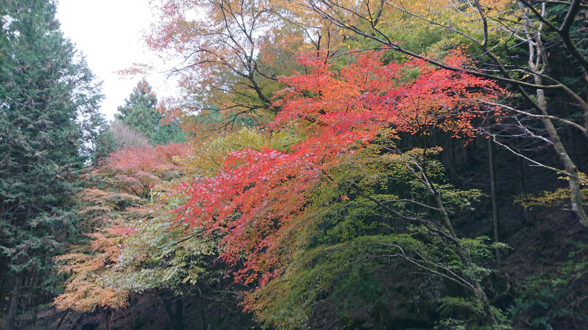 名郷バス停-前武川岳-武川岳-妻坂峠 周回コースの写真
