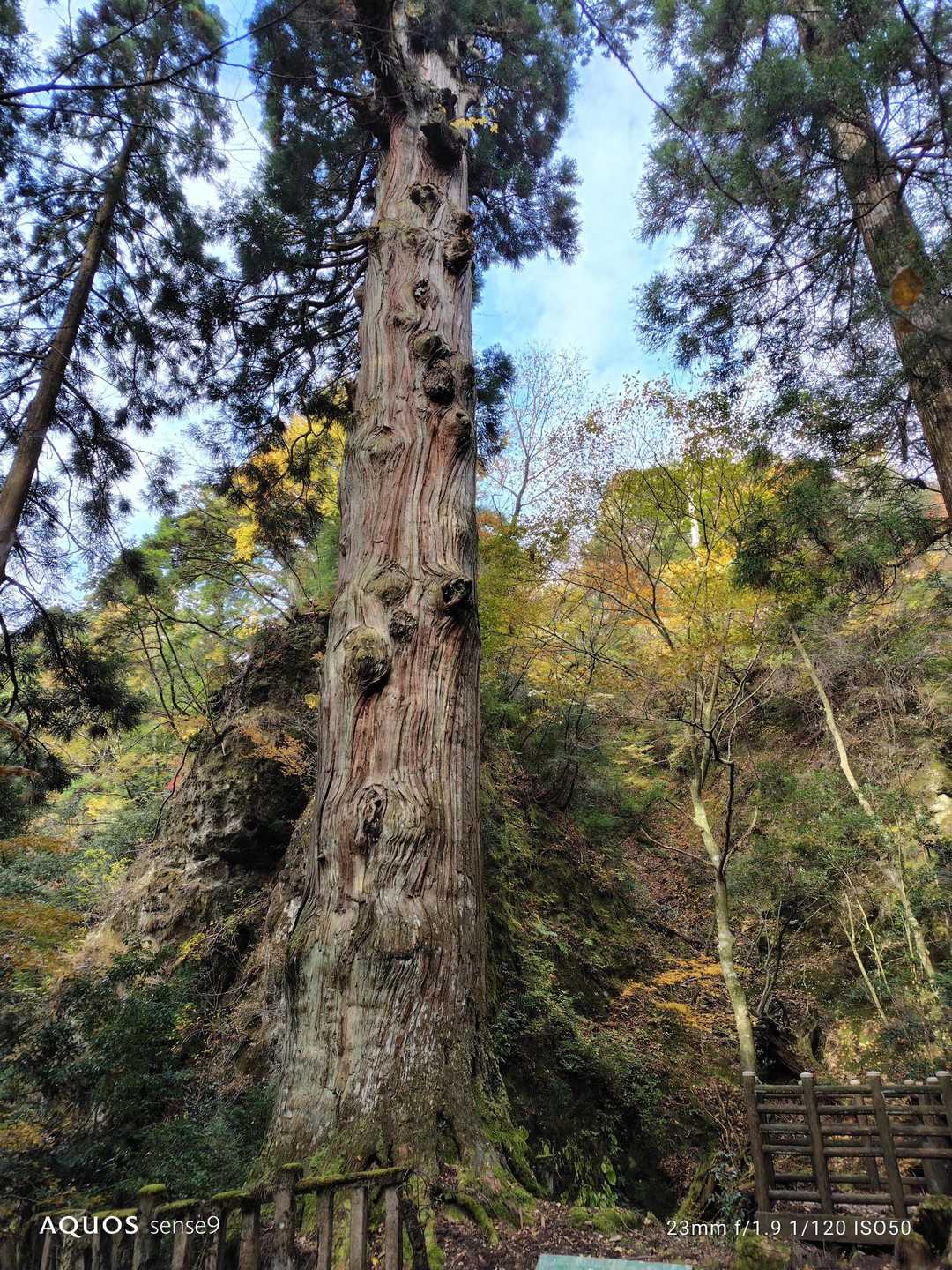 久し振りの鬼杉ご対面