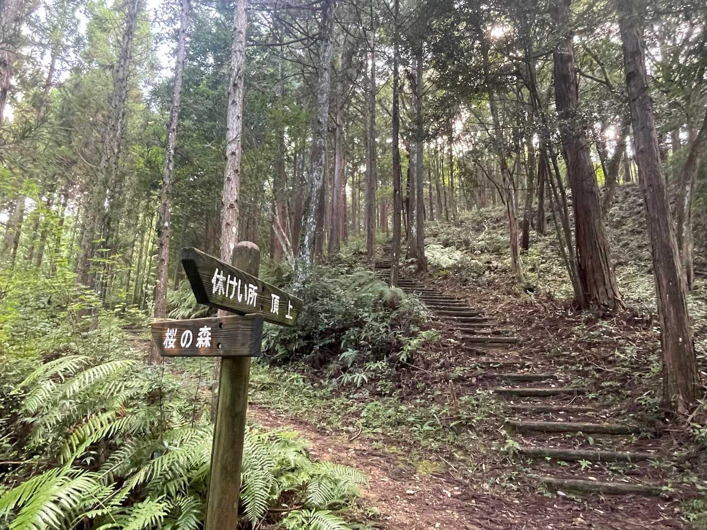 そのあと階段を登ります⬆️
ここからはアートな登山遊歩道でした💕