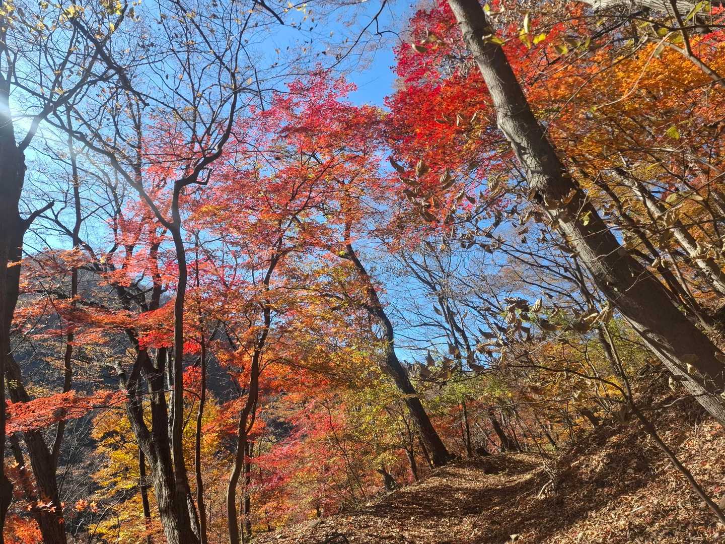碓氷峠旧中山道入口-刎石山-粟が原-めがね橋 周回コースの写真