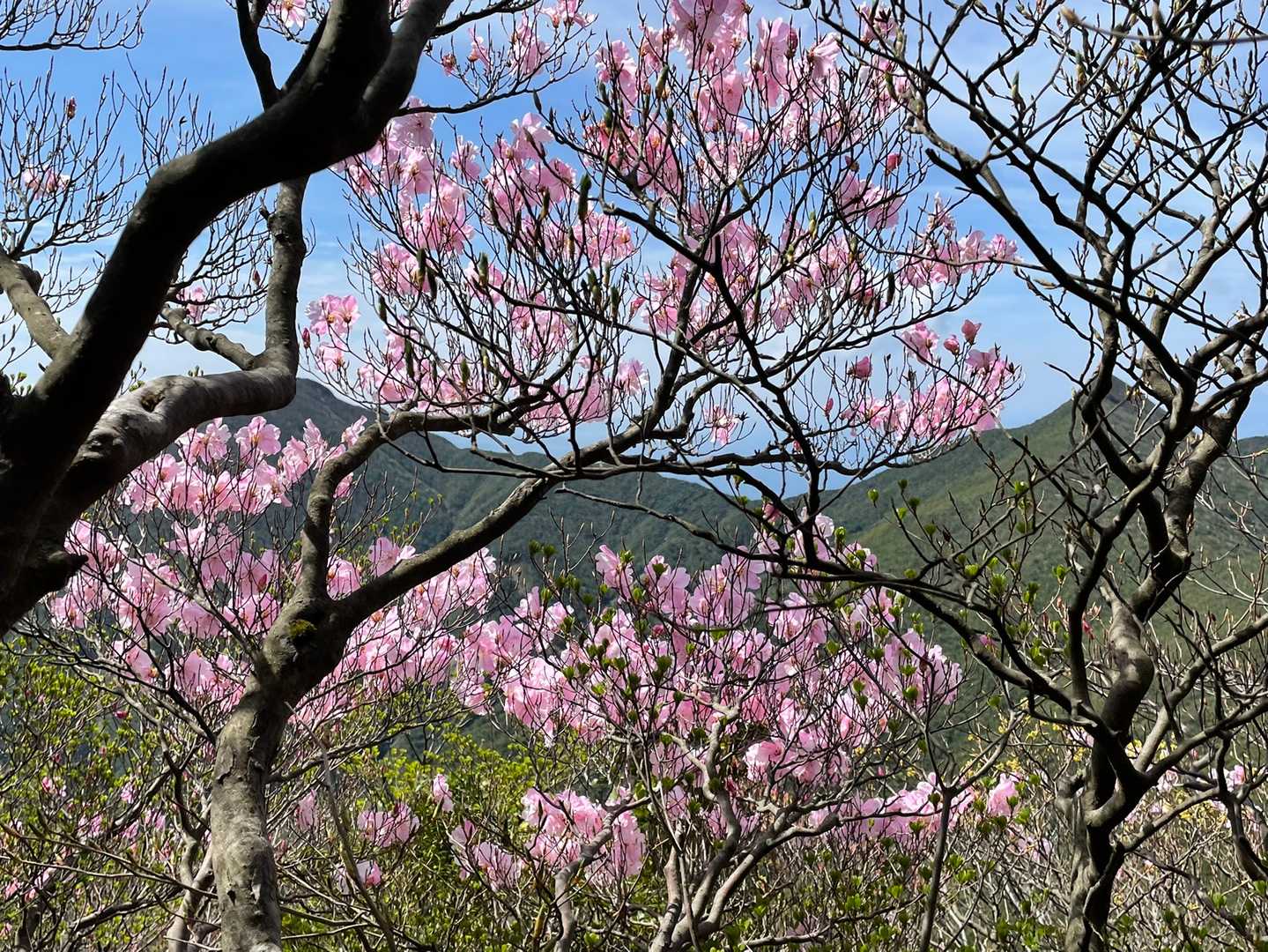 小箆柄岳の写真