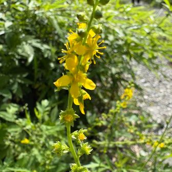 お花達に癒されながら
ひと汗かいて来ます🫡