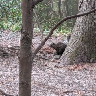 鶴岡八幡宮でもリスを見かけました。