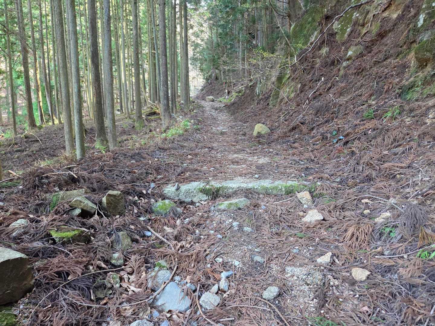 舗装路から山道に変わったと思ったけど、まだ林道😅