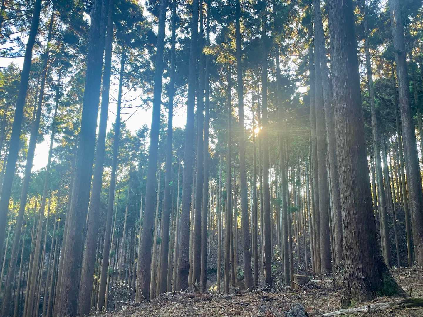 誰もいないし杉林ばかりで修行だなぁと思いました💦