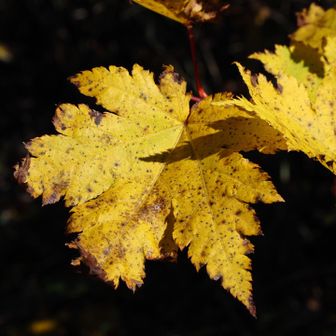 黄色の色付きが鮮やかです🍁。