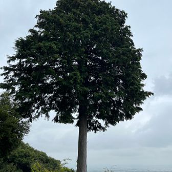 下りはほんとに涼しい