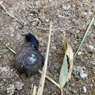 黒いカタツムリ🐌
調べてみると、「クチジロビロウドマイマイ」なのかな？
山頂付近は虫がぶんぶん！
動物の糞もちらほら💩

気をつけて進みます。