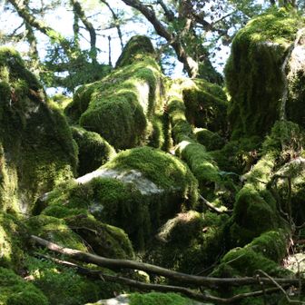 苔美しき
