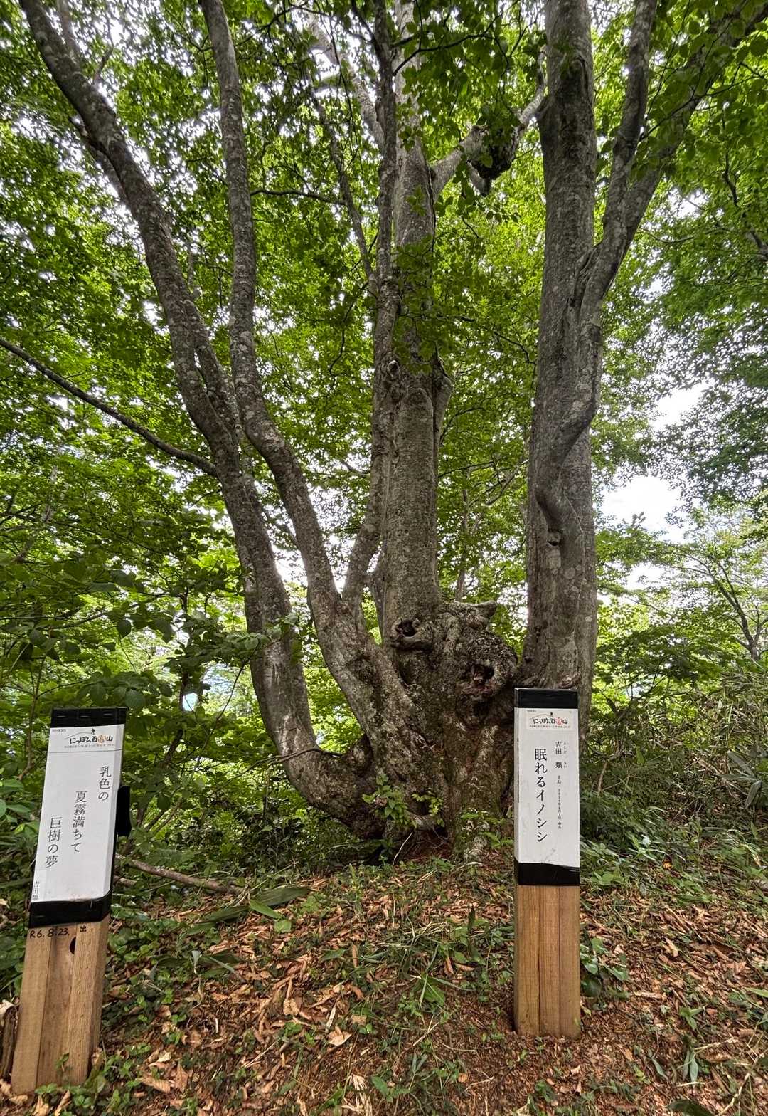 眠れるイノシシby吉田類
見えん😑