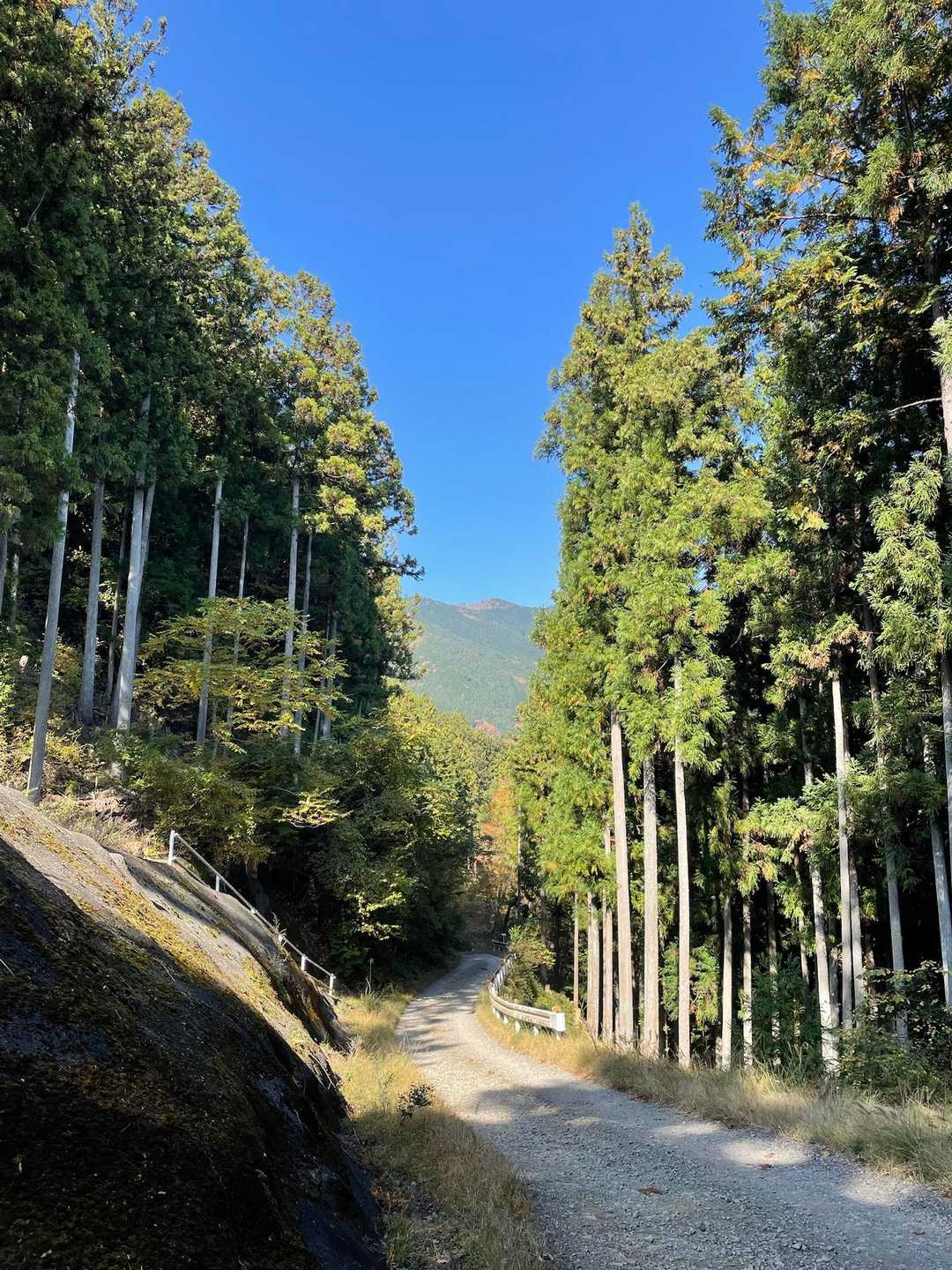 奥多摩駅-本仁田山-瘤高山-大根ノ山ノ神-鳩ノ巣駅 縦走コースの写真