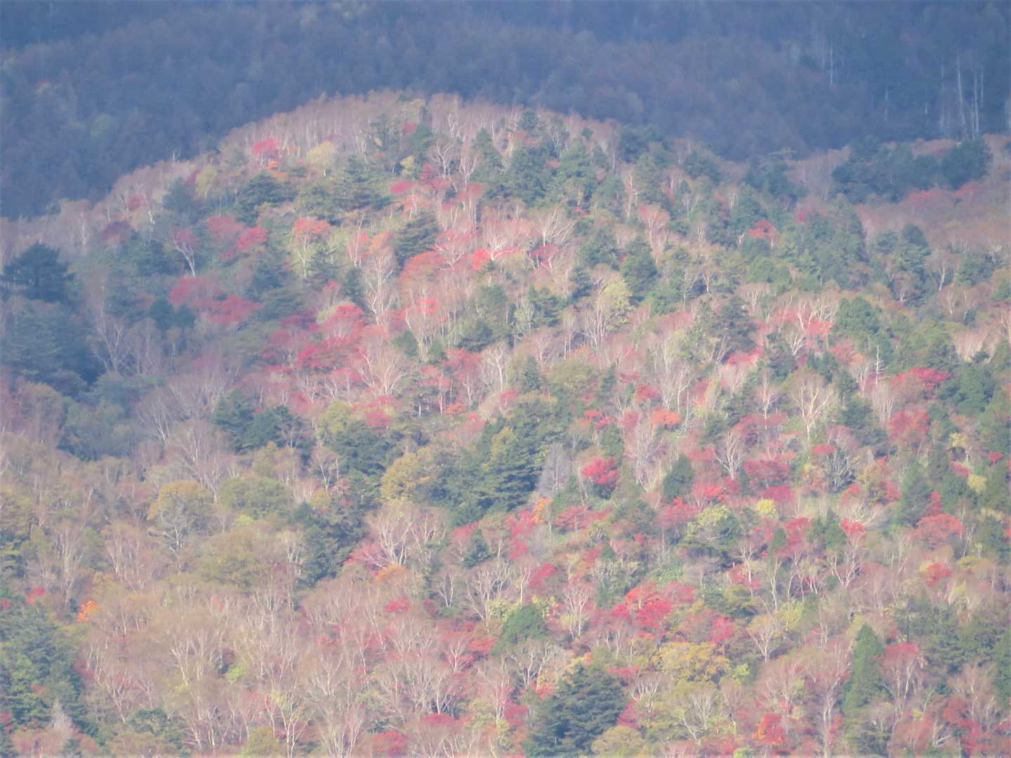 摺古木の山腹をズームアップ！
紅葉してる木がたくさん
