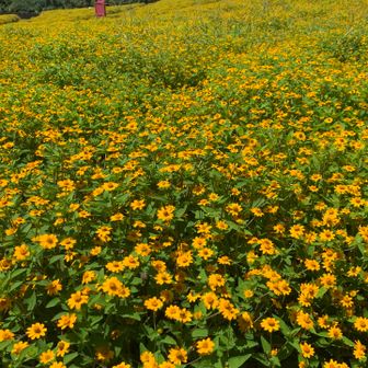 哀愁のカサブランカの様なお花。