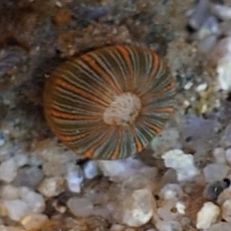 にのまえはじめ