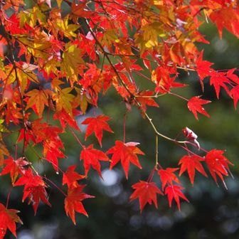 若草山・芳山・高円山 下りまーす